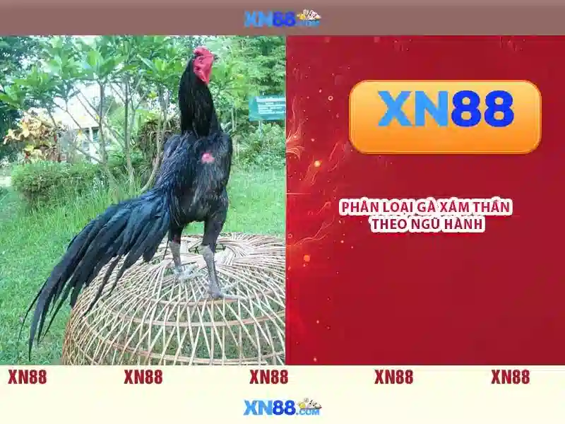 xn88 là gì?