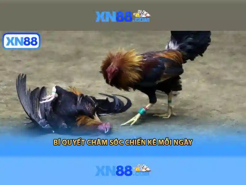Hướng dẫn sử dụng cơ bản