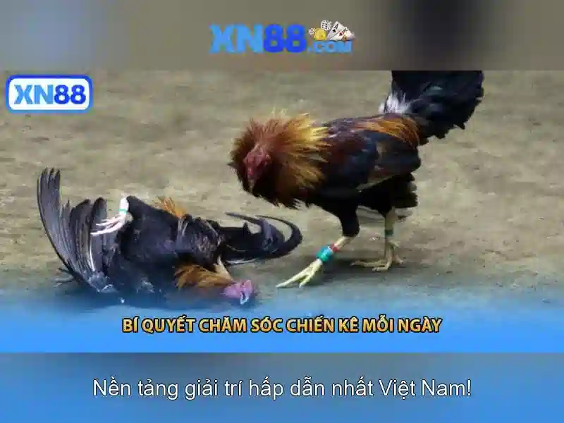 XN88: Nền tảng cược trực tuyến và những điều bạn cần biết Giao diện nhà cái hoàn hảo